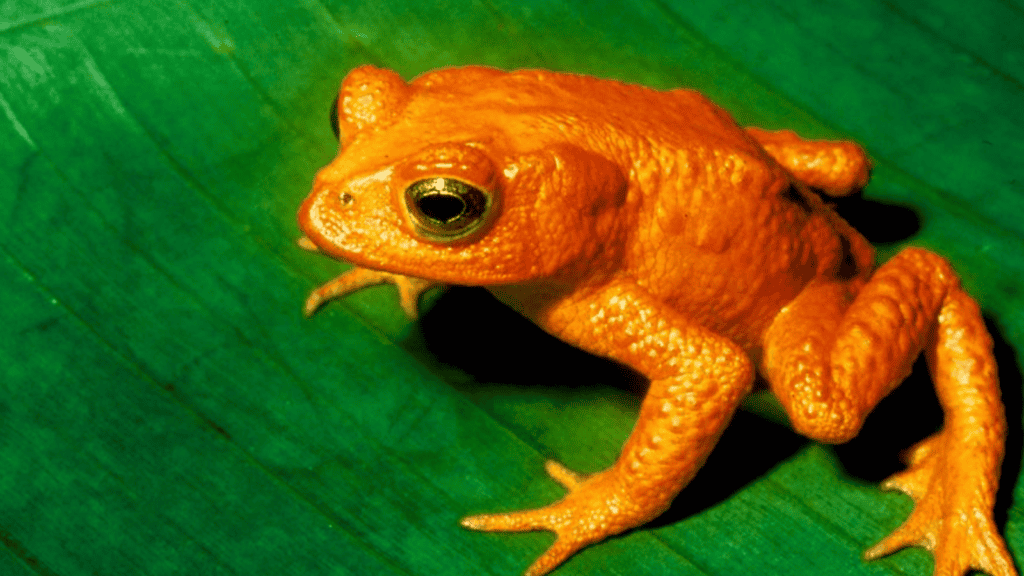 <p>The <strong><a href="https://www.ifaw.org/journal/18-animals-recently-extinct">golden toad</a></strong> (Incilius periglenes), native to Costa Rica, was declared extinct in 2019. Climate change and habitat loss were significant contributors.</p>
