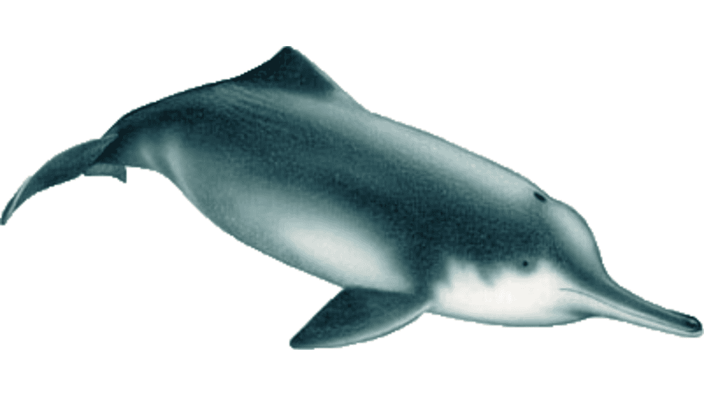 <p>The <strong><a href="https://www.ifaw.org/journal/18-animals-recently-extinct">Chinese river dolphin</a></strong> (Lipotes vexillifer), also known as the baiji, was declared functionally extinct in 2006, with the last confirmed sighting in 2002. Habitat degradation and pollution were the primary causes.</p>