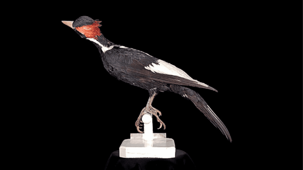 <p>The ivory-billed woodpecker (Campephilus principalis), once found in the southeastern United States, was <strong><a href="https://www.globalcitizen.org/en/content/animal-extinct-biodiversity-2021/">declared extinct in 2021</a></strong>. Habitat loss and hunting were the primary causes.</p>