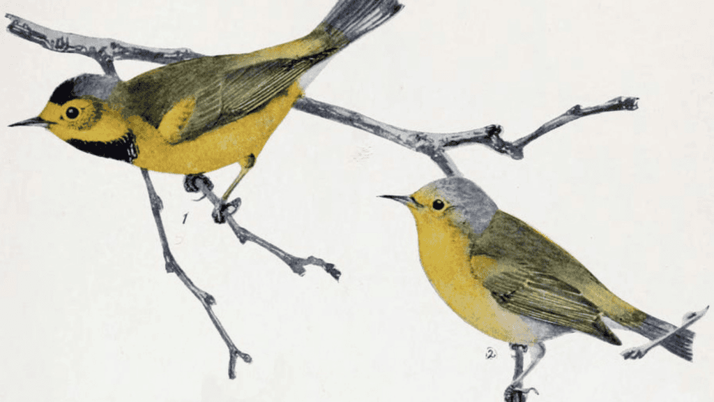<p>Bachman’s warbler (Vermivora bachmanii), a <strong><a href="https://www.globalcitizen.org/en/content/animal-extinct-biodiversity-2021/">bird native to the southeastern United States</a></strong>, was declared extinct in 2021. Habitat destruction and possibly invasive species contributed to its extinction.</p>
