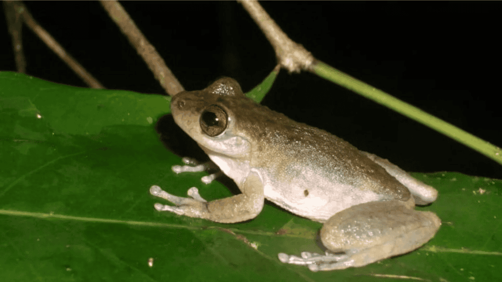 <p>The mountain mist frog (Litoria nyakalensis), native to <strong><a href="https://www.ifaw.org/journal/18-animals-recently-extinct">Australia</a></strong>, was declared extinct in 2020. Climate change and disease were the main factors.</p>