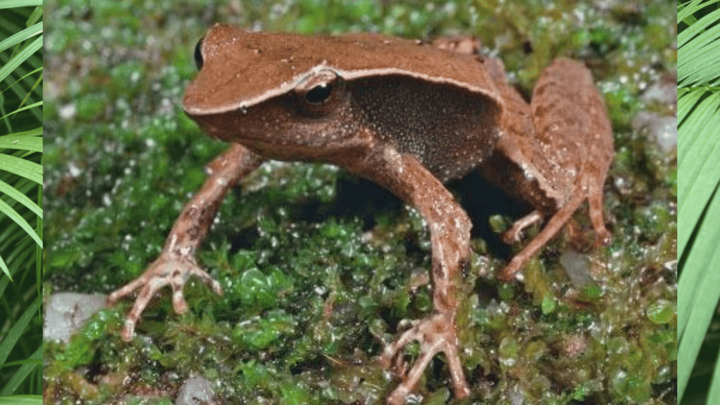 <p>The <strong><a href="https://www.ifaw.org/journal/18-animals-recently-extinct">sharp-snouted day frog</a></strong> (Taudactylus acutirostris), also from Australia, was declared extinct in 2020. Habitat loss and disease were significant contributors.</p>