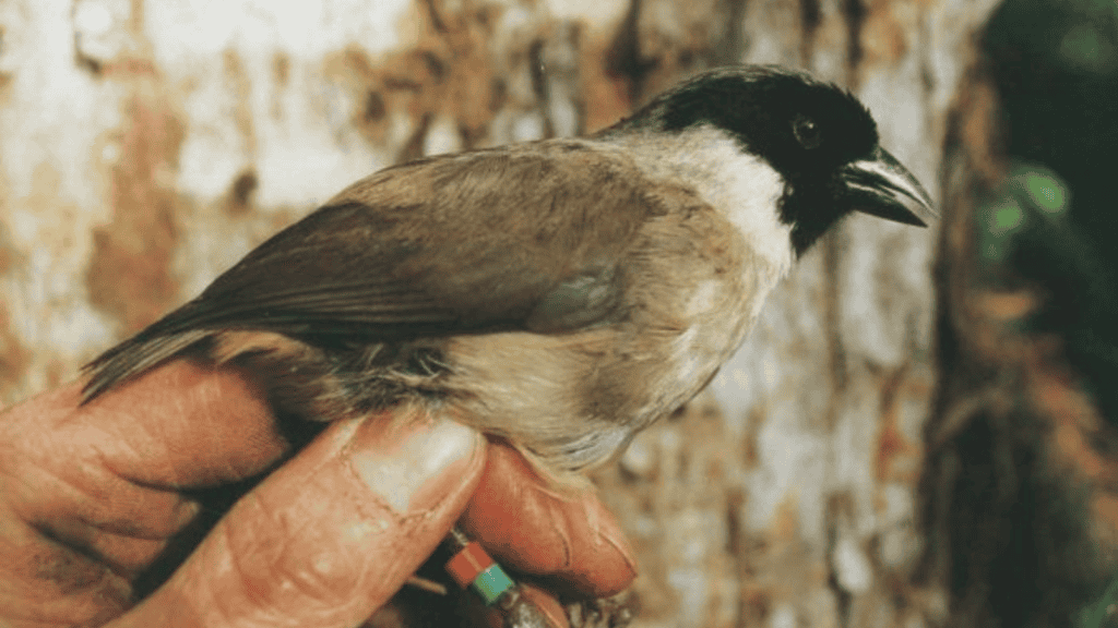 <p>The <strong><a href="https://www.bbvaopenmind.com/en/science/bioscience/extinct-species-decade-on-biodiversity/">Poʻouli</a> </strong>(Melamprosops phaeosoma), a Hawaiian bird, was declared extinct in 2019. Habitat loss, disease, and predation by introduced species led to its demise.</p>