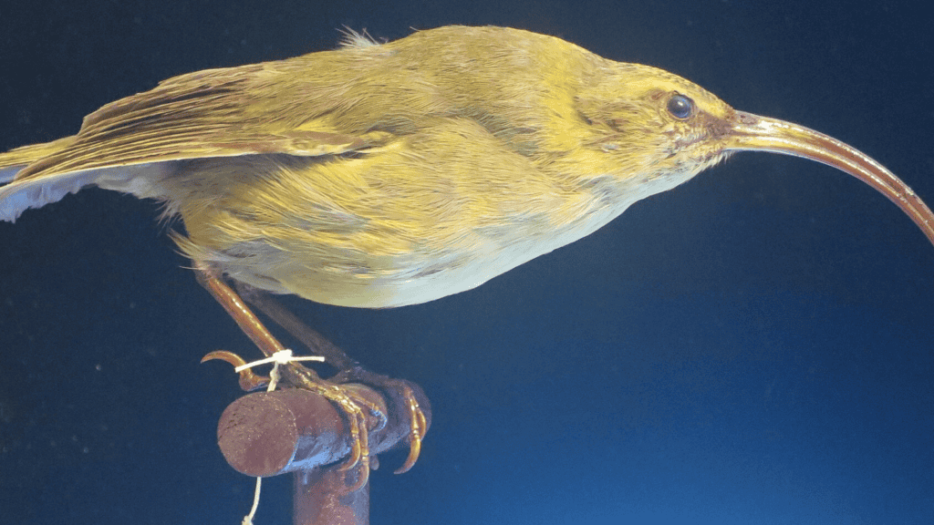 <p>The Kauaʻi ʻakialoa (Akialoa stejnegeri), a <strong><a href="https://www.ifaw.org/journal/18-animals-recently-extinct">bird native to Hawaii</a></strong>, was declared extinct in 2016. Habitat destruction, disease, and predation by introduced species contributed to its decline.</p>