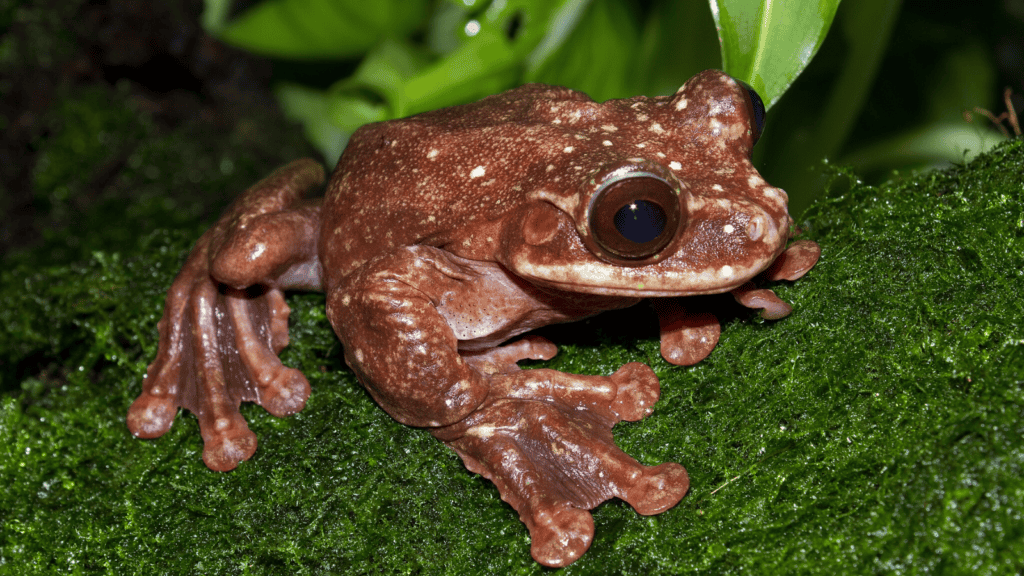 <p>The <strong><a href="https://www.vox.com/energy-and-environment/2019/12/9/20993619/biodiversity-crisis-extinction">Rabbs’ fringe-limbed treefrog</a></strong> (Ecnomiohyla rabborum) was declared extinct in 2016. Native to Panama, this species faced habitat loss and a deadly fungal disease known as chytridiomycosis.</p>