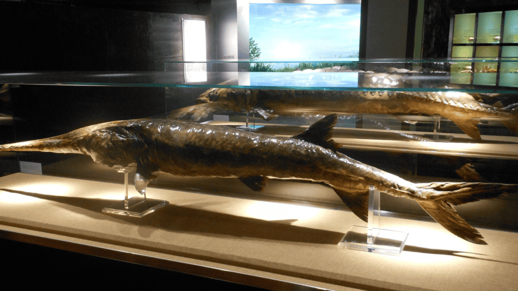 <p>The Chinese paddlefish (Psephurus gladius), one of the <strong><a href="https://www.bbvaopenmind.com/en/science/bioscience/extinct-species-decade-on-biodiversity/">largest freshwater fish</a></strong>, was declared extinct in 2020. Overfishing and habitat fragmentation due to dam construction were the main factors.</p>