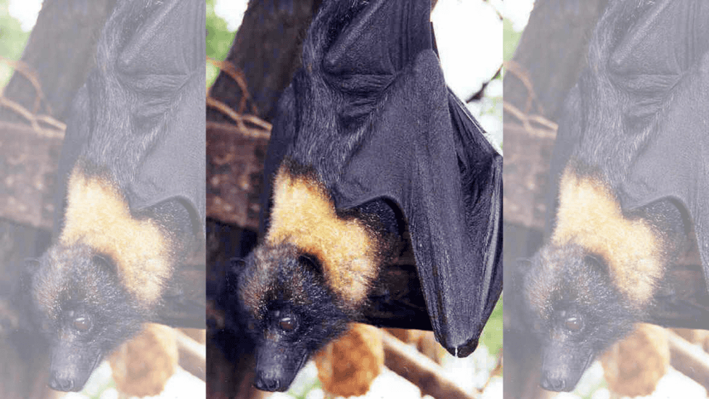 <p>The little Mariana fruit bat (Pteropus tokudae), native to <strong><a href="https://www.globalcitizen.org/en/content/animal-extinct-biodiversity-2021/">Guam</a></strong>, was declared extinct in 2021. Habitat destruction and hunting led to its decline.</p>