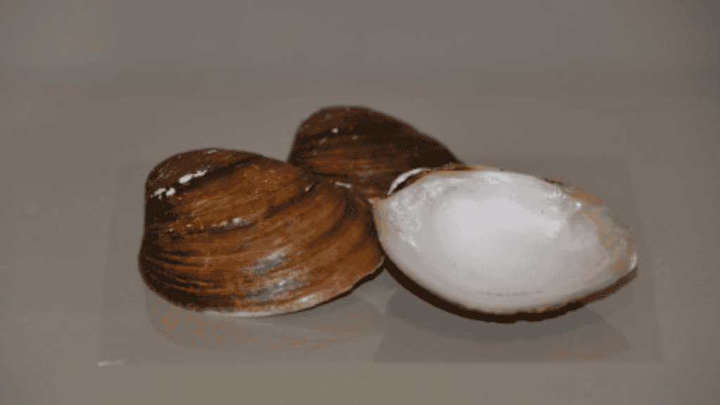 <p>The <strong><a href="https://www.globalcitizen.org/en/content/animal-extinct-biodiversity-2021/">flat pigtoe mussel</a></strong> (Pleurobema marshalli), native to the southeastern United States, was declared extinct in 2021. Habitat degradation and pollution were the main factors.</p>