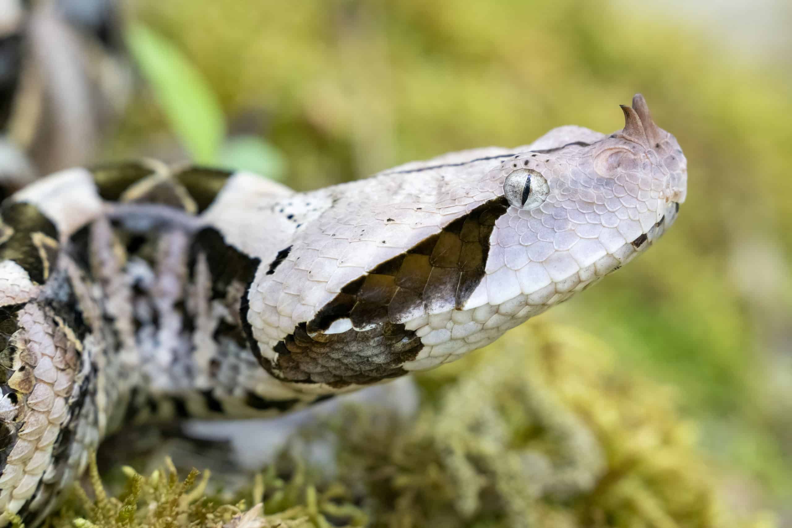 Discover the Largest Viper Ever Recorded