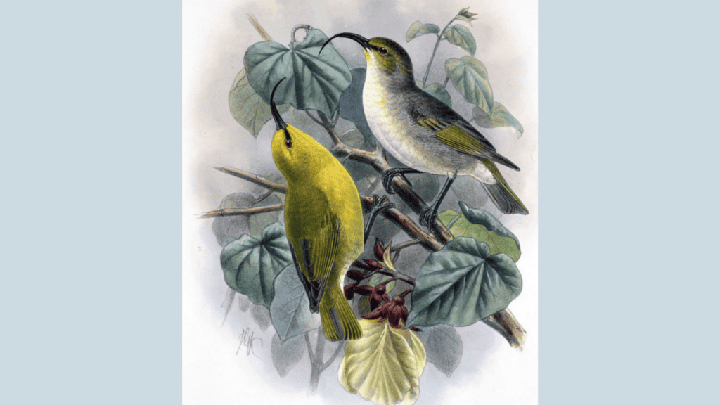 <p>The Kaua’i nukupu’u (Hemignathus hanapepe), a bird from Hawaii, was <strong><a href="https://www.globalcitizen.org/en/content/animal-extinct-biodiversity-2021/">declared extinct in 2021</a></strong>. Habitat loss, disease, and predation by introduced species led to its decline.</p>