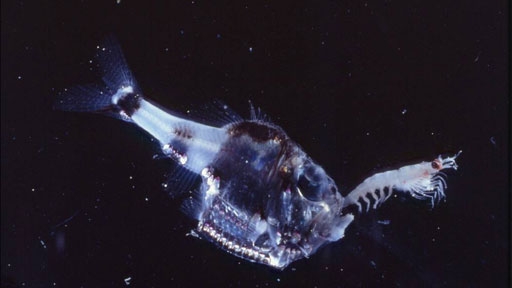 12 Weirdest & Most Terrifying Deep-Sea Creatures Ever Discovered