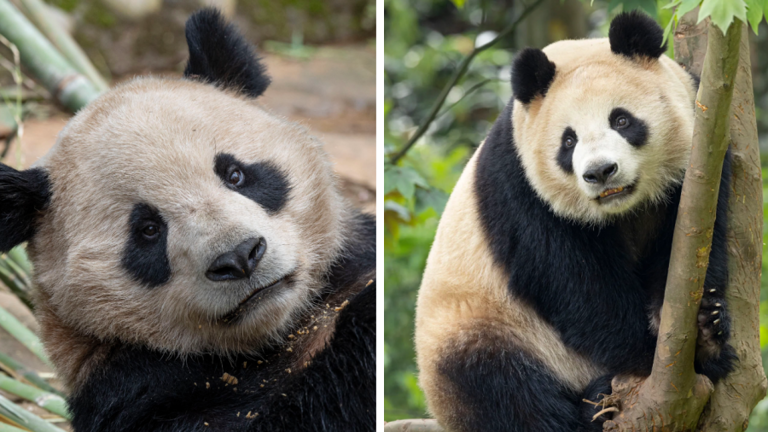 San Diego Zoo lays out plans for pandas in application filed ahead of arrival