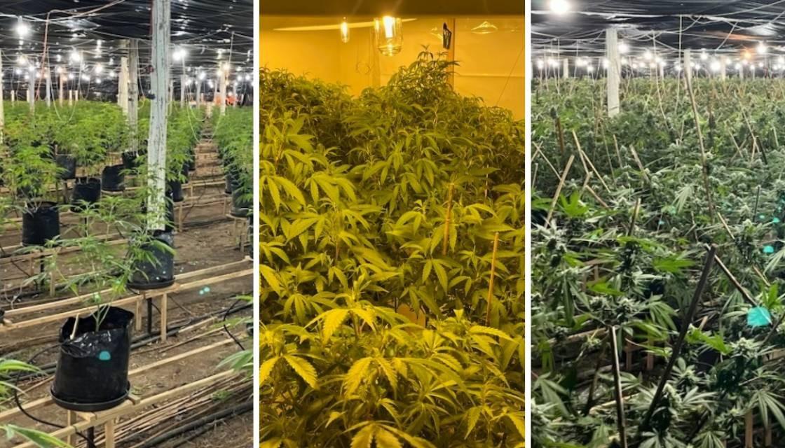 Thousands Of Cannabis Plants Destroyed After Bust Dismantles $15m Drug ...