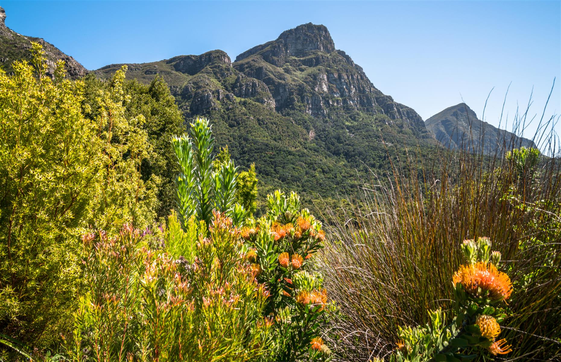 <p>Rising temperatures and droughts are likely to affect one of the most biologically diverse regions on Earth – South Africa’s Cape Floral Region. The vast swathe of protected land, which covers 2.5 million acres, includes Table Mountain, Garden Route National Parks and Kirstenbosch National Botanical Garden. At least 30% of its plant species are not found anywhere else on the planet but with hotter temperatures and increased incidences of fires, the region’s wildflowers could cease to exist.</p>  <p><strong>Liking this? Click on the Follow button above for more great stories from loveEXPLORING</strong></p>