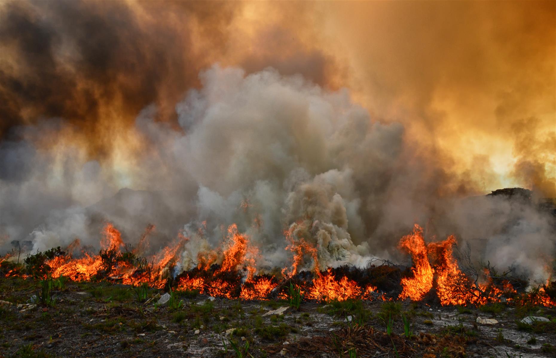 <p>A UNESCO report noted that "climate models suggest that by 2070 the [floral region] will experience average temperatures over 10 months of the year that would have been considered extreme in 1961 to 1990". As well as the flora, the fire-prone ecosystem’s bird population will also be affected by the increasingly extreme climate conditions, many of which pollinate the wildflowers.</p>