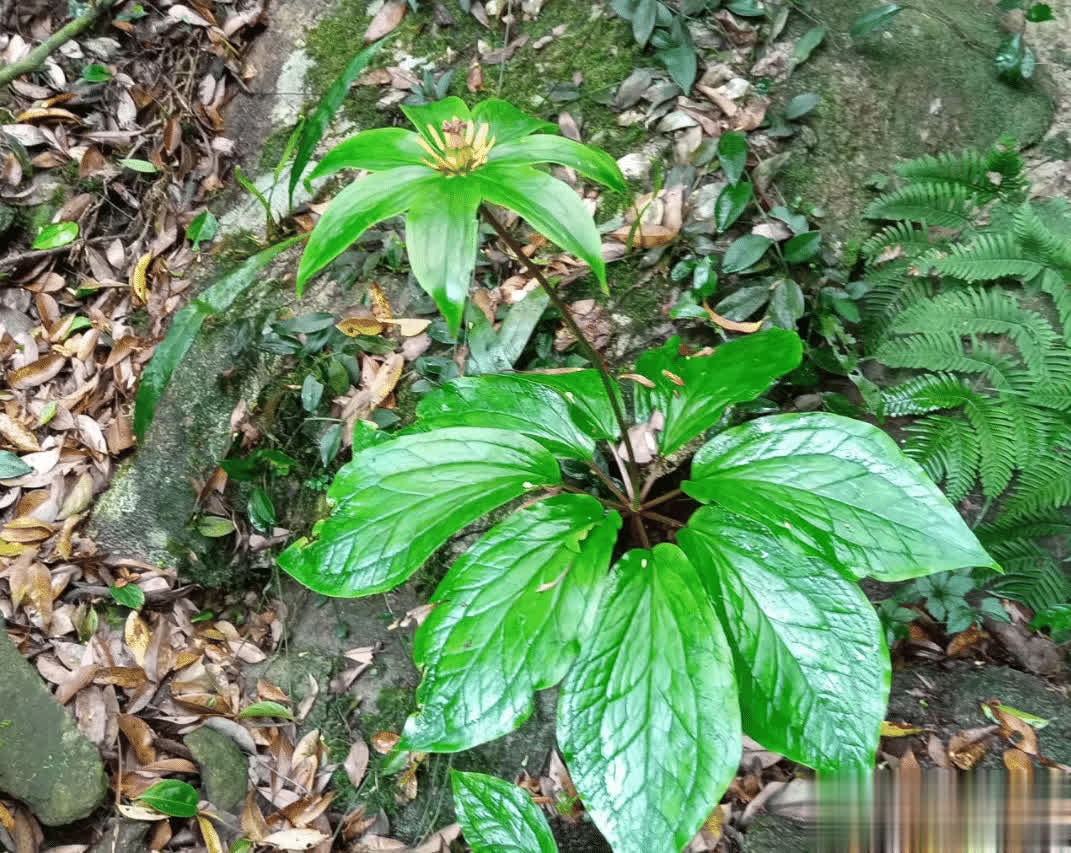 七叶轮生，俗称“七叶一枝花”，位列神农四宝，遇到别错过，非常珍贵！