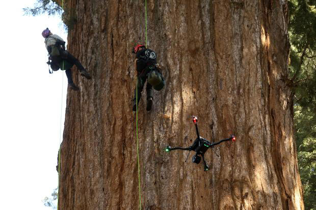 California-based researchers first to climb world's largest tree in ...