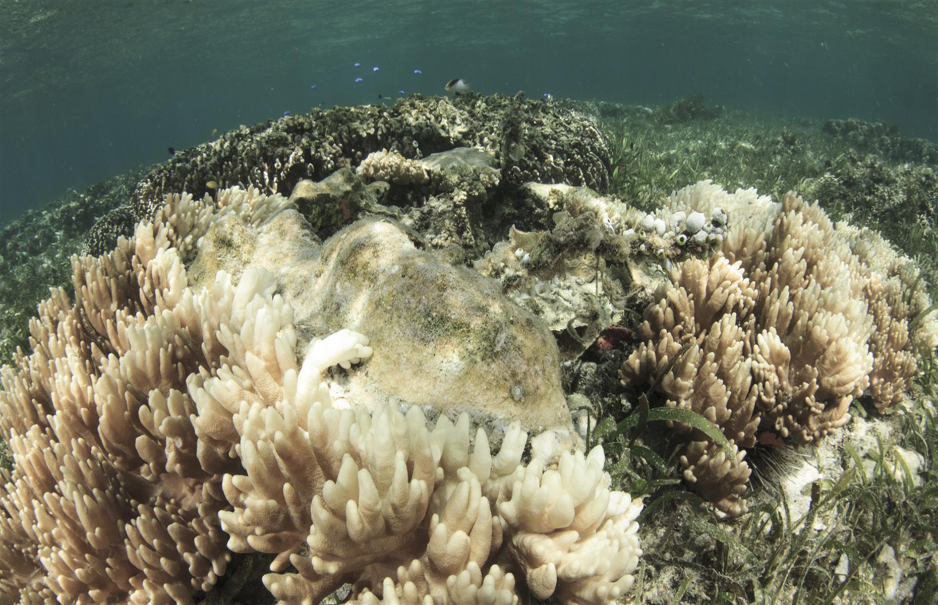 <p>The worst bleaching ever to affect the Great Barrier Reef took place five times in the last eight years, in 2016, 2017, 2020, 2022 and 2024, triggered by record-breaking sea surface temperatures. As well as warmer sea temperatures, the impact of ocean acidification, rising sea levels and the increased frequency of severe weather events remain a looming threat for Australia's natural wonder, and other coral reefs and marine systems around the world.</p>
