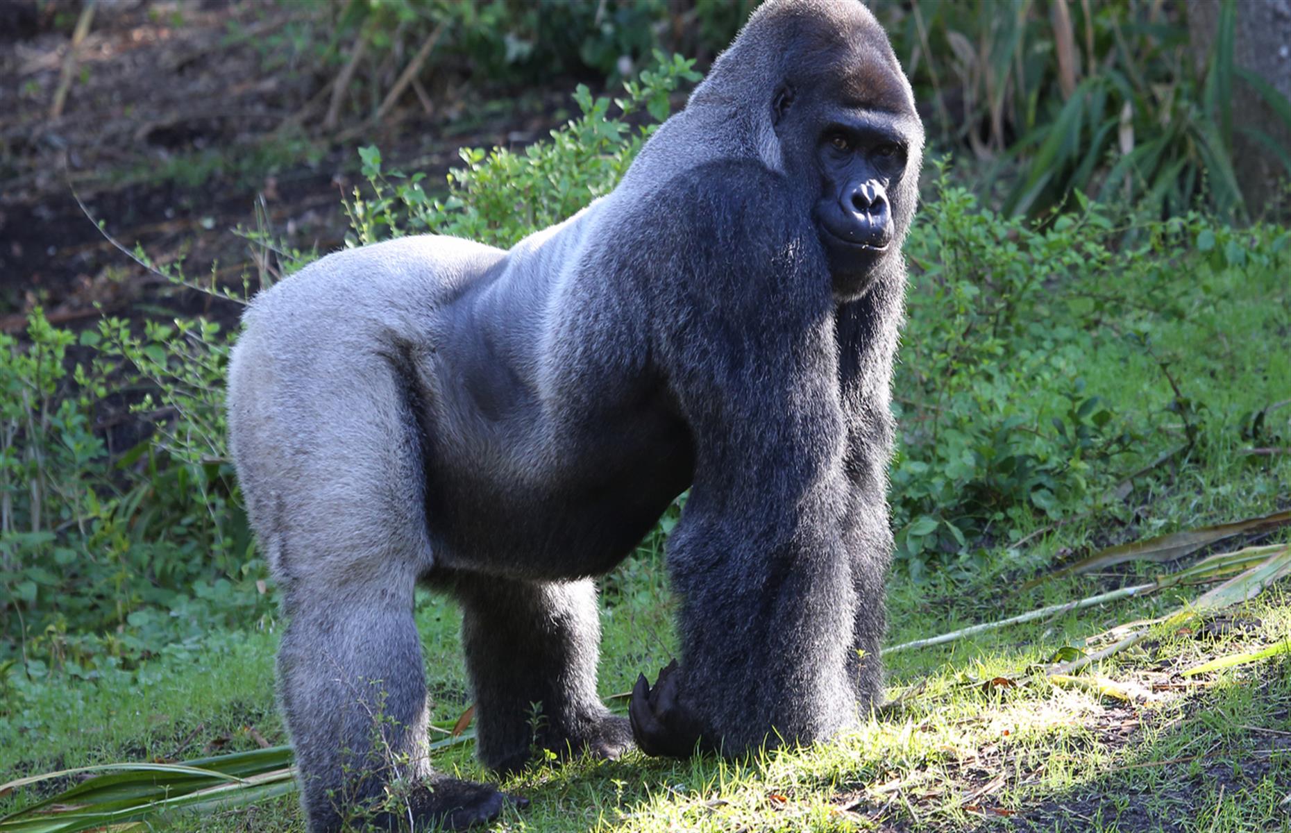 <p>Mountain gorillas can only be found in the Bwindi Impenetrable National Park and along the dormant volcanic Virunga mountain range that stretches into Rwanda and the Democratic Republic of the Congo. In addition to shrinking habitats, the gorillas are likely to be impacted by ripple effects of climate change as humans encroach on their territory. As the dry season gets longer and more severe, people will go further into the forest in search of fresh water for drinking and agriculture.</p>