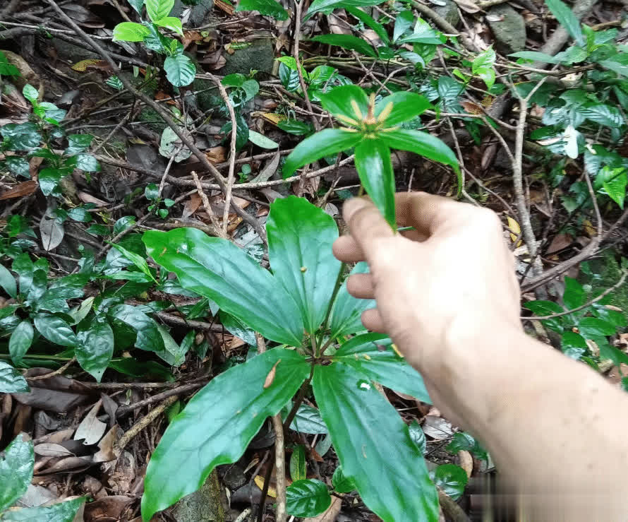 七叶轮生，俗称“七叶一枝花”，位列神农四宝，遇到别错过，非常珍贵！