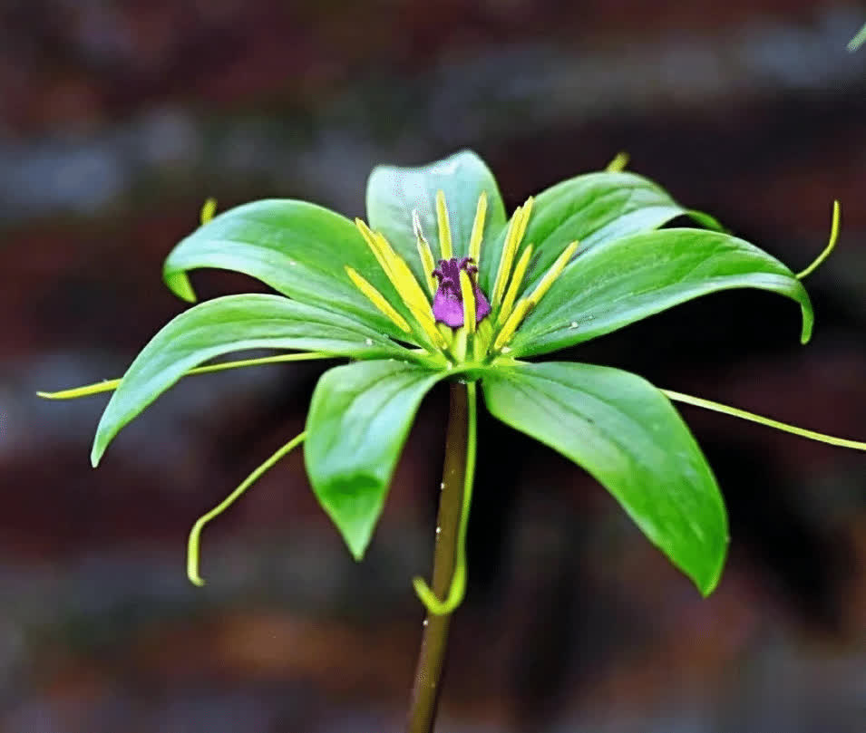 七叶轮生，俗称“七叶一枝花”，位列神农四宝，遇到别错过，非常珍贵！