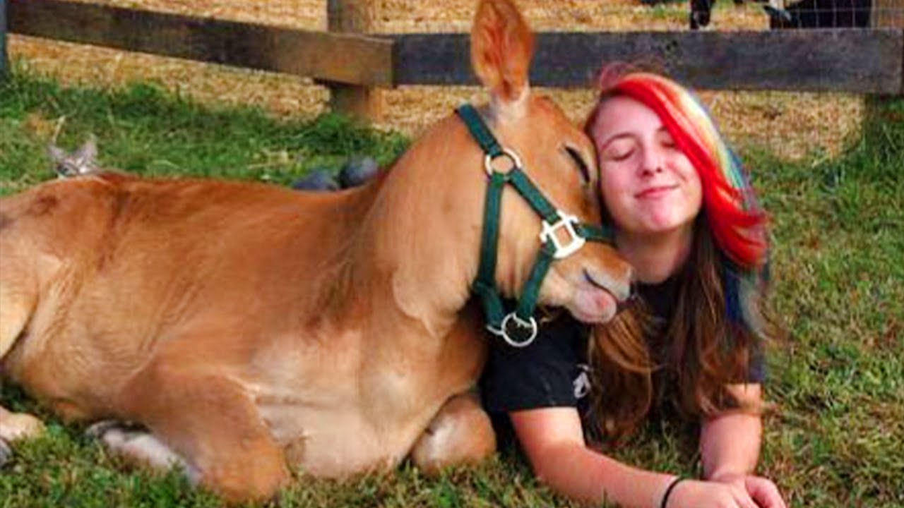 Animals create funny moments that cheer up everyone