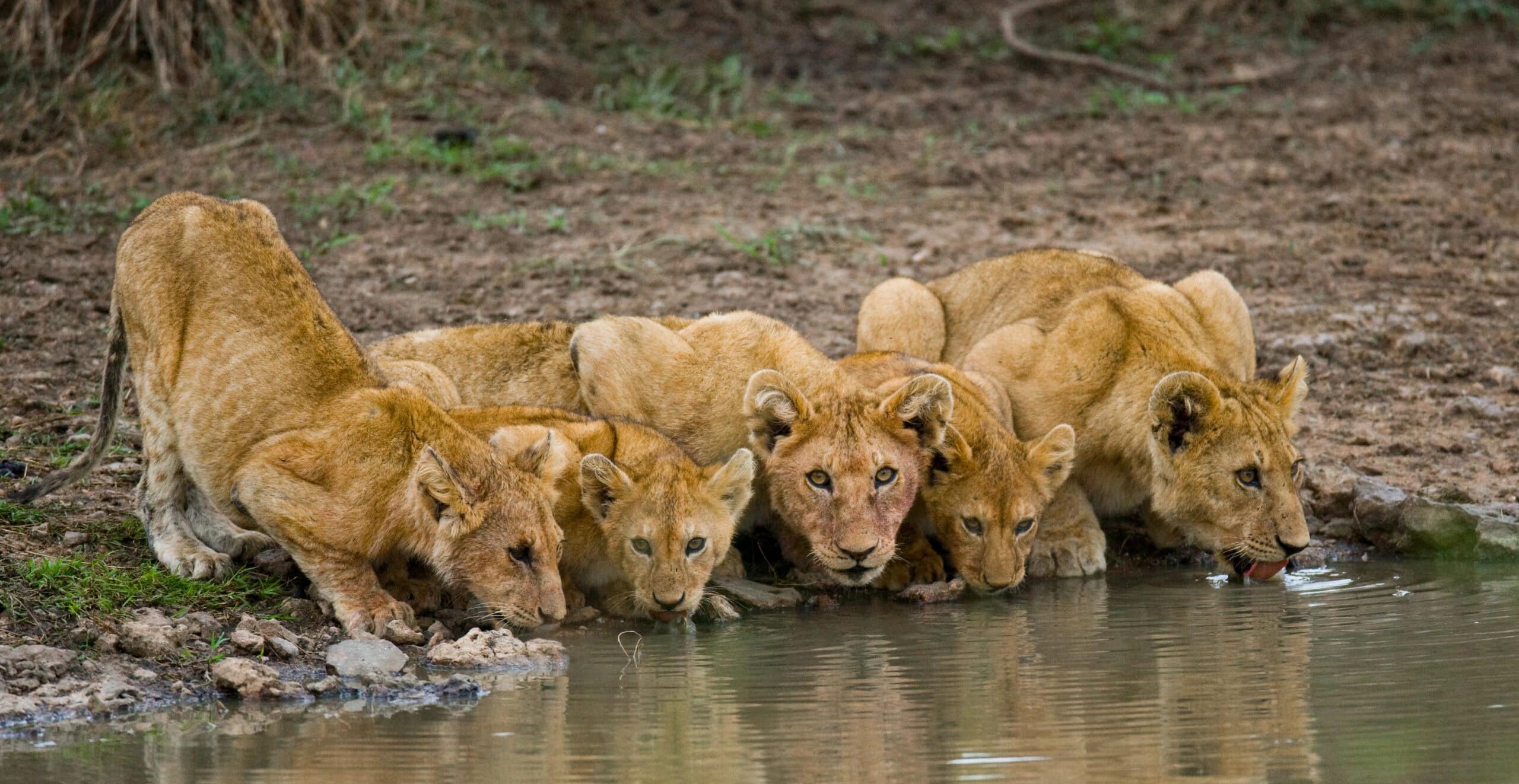 <p>Altogether, they drink, this scene of the show is a tender, melancholic moment, which is probably the viewers as well as characters' desire to empathize with each other.</p> <p>Youngsters of the pride are naturally the most excited and naive cubs start running to join in. They imitate the elders, adopting the various techniques or ways by which one can survive.</p>           Sharks, lions, tigers, as well as all about cats & dogs!           <a href='https://www.msn.com/en-us/channel/source/Animals%20Around%20The%20Globe%20US/sr-vid-ryujycftmyx7d7tmb5trkya28raxe6r56iuty5739ky2rf5d5wws?ocid=anaheim-ntp-following&cvid=1ff21e393be1475a8b3dd9a83a86b8df&ei=10'>           Click here to get to the Animals Around The Globe profile page</a><b> and hit "Follow" to never miss out.</b>