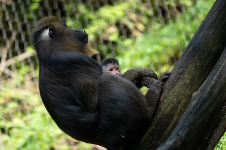 Mandrill born at the zoo in May (Photo Courtesy/Grahm Jones, Columbus Zoo and Aquarium).