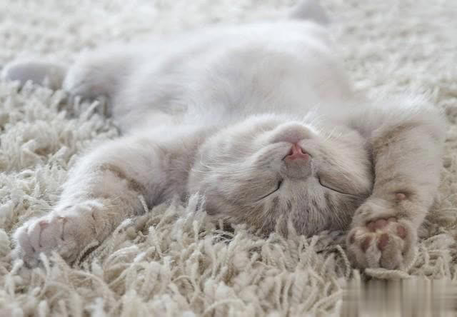 猫咪偏爱与你同眠的惊喜理由，你可能从未想到