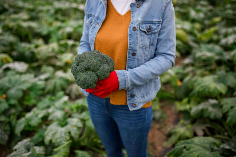 Is Broccoli a Natural or Man-Made Vegetable? Exploring the Rich History ...