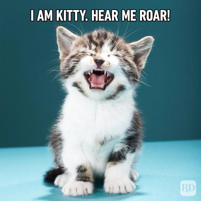 71 Hilarious Cat Memes You Will Laugh at Every Time