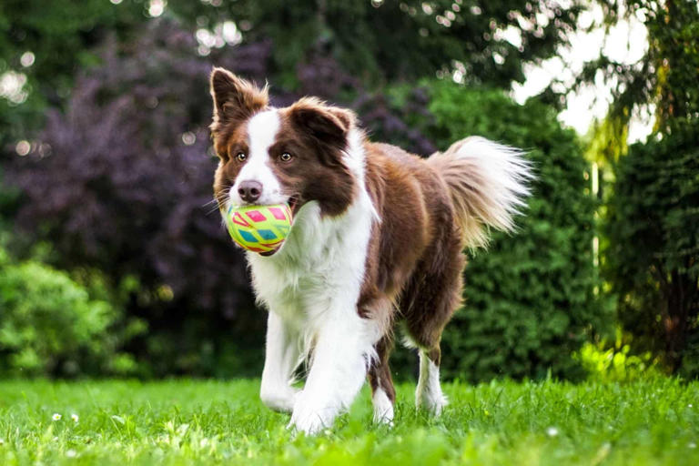 are dogs easier to train