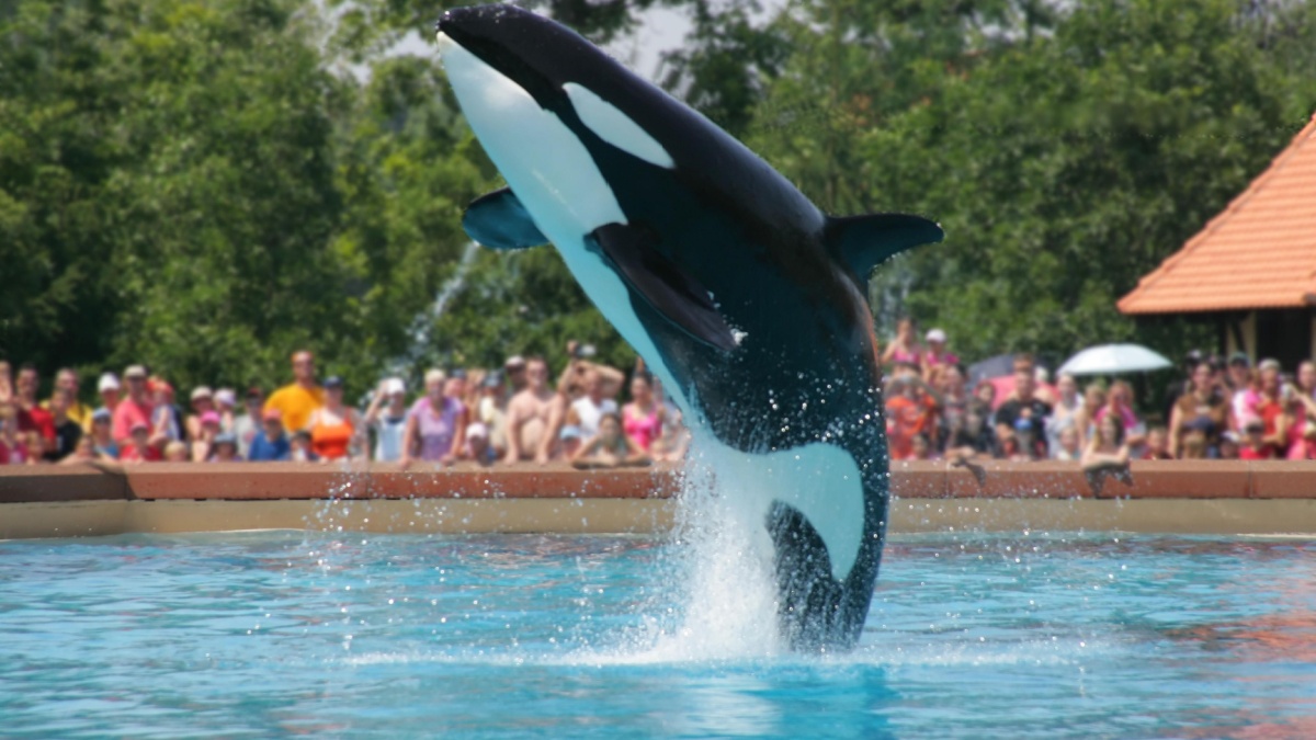 <p>A full 55.36% of the reviews for this attraction are about the reviewers’ disappointment. According to reviews, this attraction is sad and outdated. The attraction has marine animals and an amusement park, but more people are disappointed than glad they went.</p>
