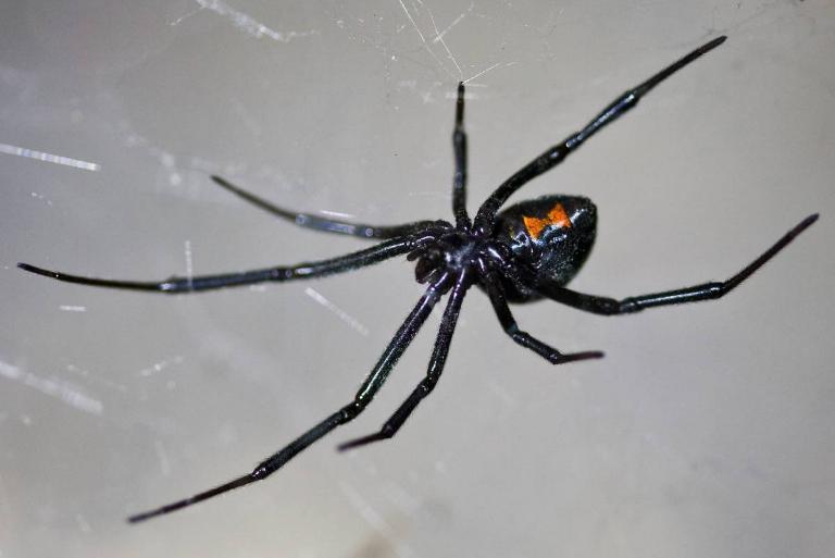 <p>Known for the vibrant red hourglass shape on their back, Black Widow spiders are some of the deadliest of all. Ironically, humans aren't the only ones who have to watch out for widows.</p> <p>After mating, this particular spider enjoys killing and eating the male. Black Widows are found all over the world.</p>