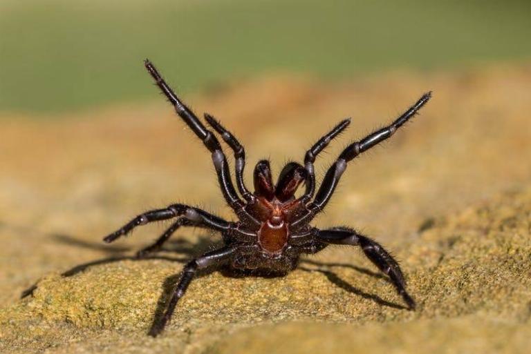 <p>When it comes to spiders, Funnel-Web Tarantulas are very large, having a long body that can reach two inches. Dark in color, these spiders enjoy making their homes in burrows or in tree hollows.</p> <p>Unfortunately, their strong and powerful fangs hold a toxin that is thought to be lethal to humans.</p>