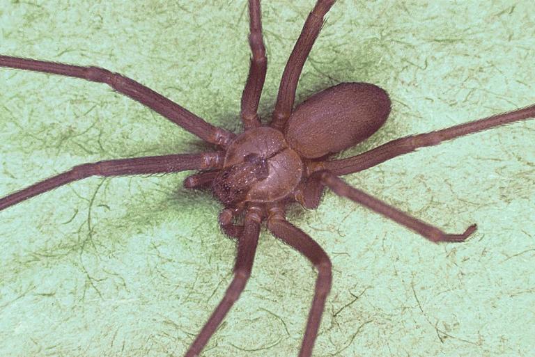<p>When they bite their victim, the Brown Recluse releases a necrotic venom that prematurely kills cells and organs in the body. Thankfully, their venom does come with an upside.</p> <p>The Brown Recluse is one of three spiders whose venom is medically significant in North America. Even so, their bite is no walk in the park.</p>