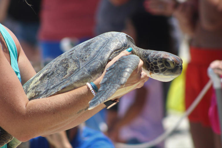 Green sea turtles released in Marineland after rehabilitation at UF's ...