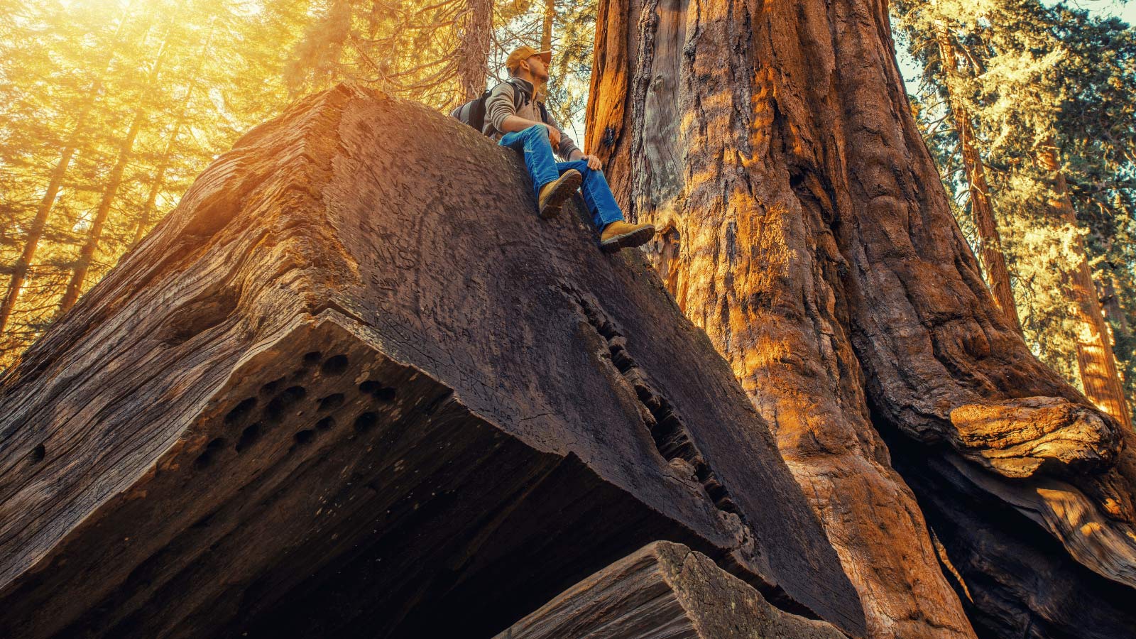 <p>Sequoia National Park is America’s second oldest national park and was established on September 25th, 1890. King’s Canyon was established in 1940, and the two parks are located side by side east of Fresno.</p>