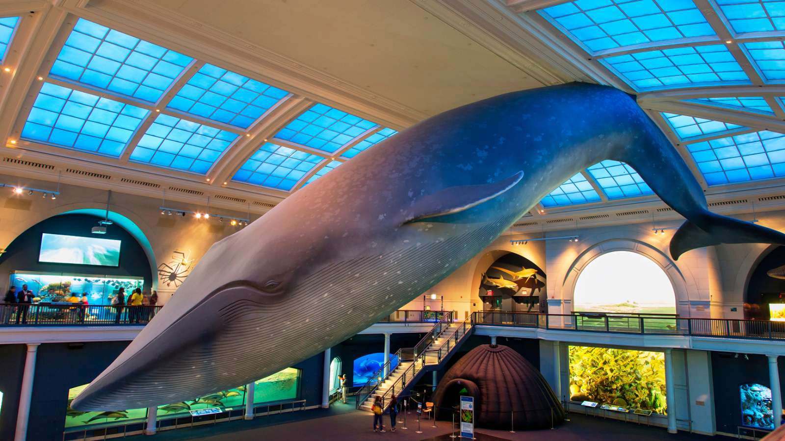 <p>One of the best museums this country has to offer, the American Museum of Natural History in New York City is a must-see. Opened in 1869, the museum used to be located in Central Park when the first exhibits opened in 1871. In 1964, more than $400,000 worth of jewels were stolen from the museum, making it one of the most interesting facts about the museum.</p>