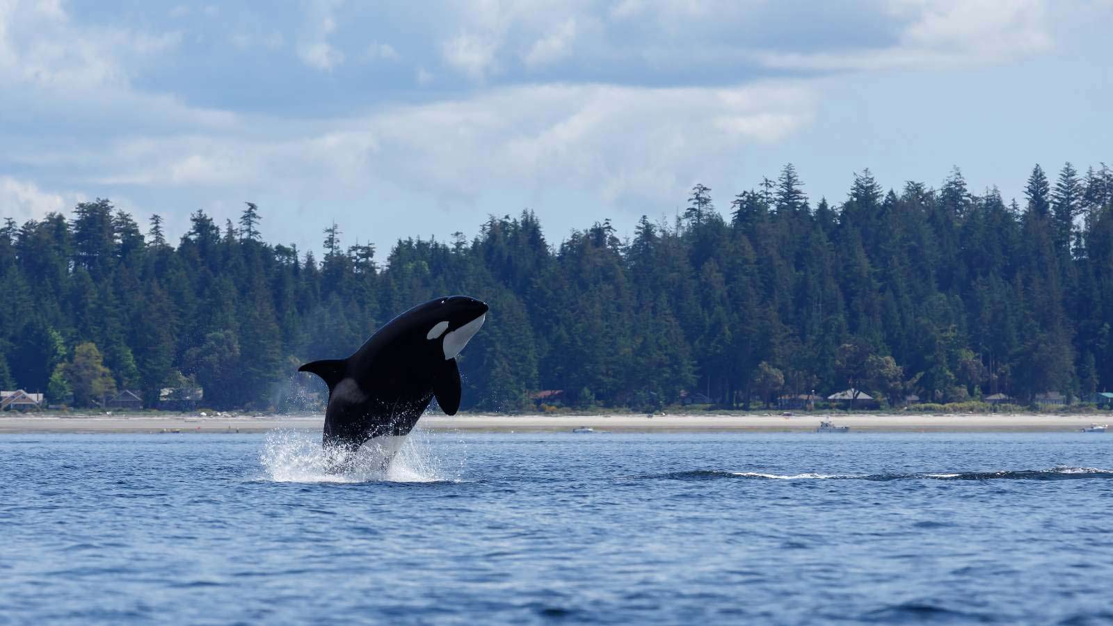 <p>Located in the northwest corner of Washington state in Puget Sound, Orca Island has a population of just over 5,000 people and is only 57 square miles. Orcas can be seen in the waters around the island all year round, but the best time to see them is during the salmon run between May and October.</p>