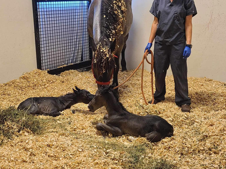 Twin foals born at UGA veterinary hospital making progress