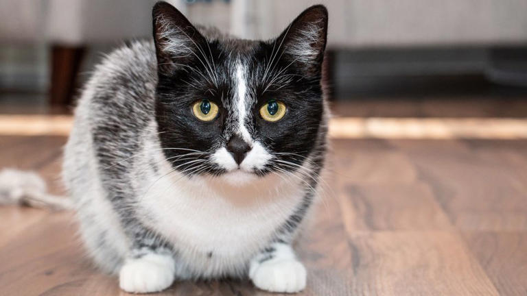 People first spotted "salty licorice” cats with a distinctive white fur pattern in the the Finnish village of Petäjävesi more than 15 years ago.