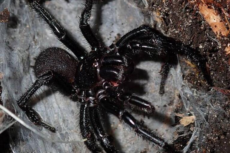 <p>Native to Australia, the Sydney Funnel Web Spider is one of the more feared spiders in the region. Between 1927-1980, there were 13 confirmed deaths as a result of a Sydney Funnel Web Spider bite.</p> <p>The bite is known to be very painful, resulting in muscular twitching, breathing difficulty, and even disorientation and confusion.</p>