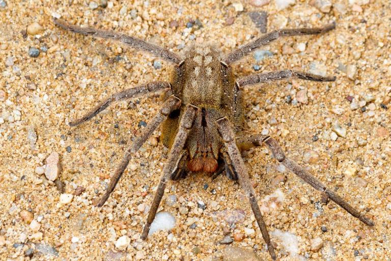 <p>The Brazilian Wandering Spider is known as the deadliest spider in the world. Their venom causes its victim to experience hypothermia, high and low blood pressure, nausea, severe burning at the bite site, sweating, vertigo, and even blurred vision.</p> <p>They are mainly found in South America, with one sub-species living in Central America.</p> <p><b><a href="https://www.factable.com/discovery/these-trees-will-ruin-your-yard/" rel="noopener noreferrer">Read More: Do Your Research Before Planting One Of These Trees That Might Ruin Your Yard</a></b></p>
