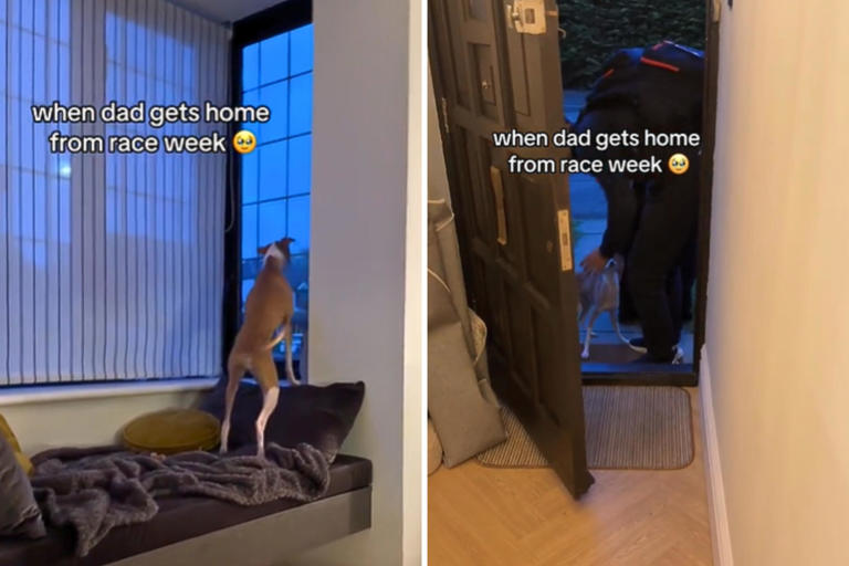 Penelope the Italian Greyhound reacts to her dad arriving home. The pet's owner shared her excitement after her dad got back from a work trip to TikTok.