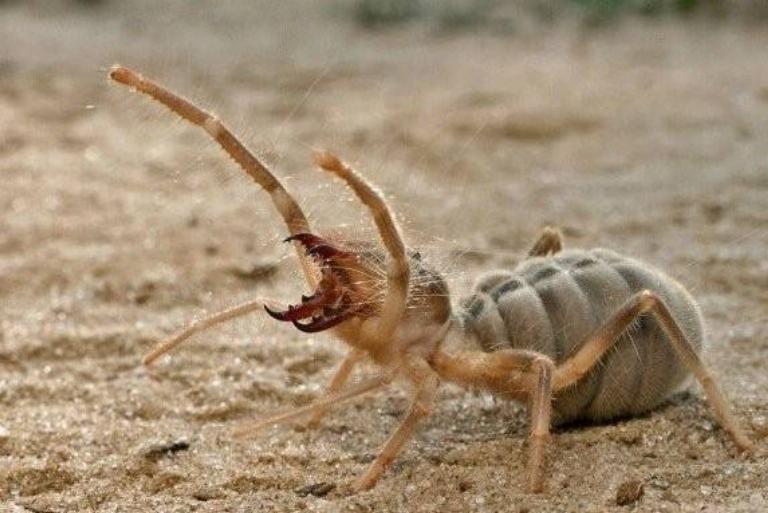 <p>Camel Spiders can grow to be between five and six inches, including their legs. Interestingly, there are many urban legends surrounding this spider, making its size up for debate! </p> <p>Living in the hot deserts around the world, this spider uses digestive fluids to liquefy its victim's flesh. Somehow, their bite isn't deadly to humans.</p>