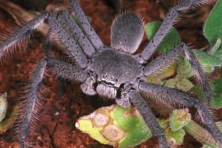 <p>Small, quick, and venomous spiders are one of the more dangerous and deadly species on the planet. From Black Widows killing and devouring male spiders to fuzzy wolf spiders who only attack when threatened, read on for some of the world's nastiest, most venomous, and lethal arachnids. </p>