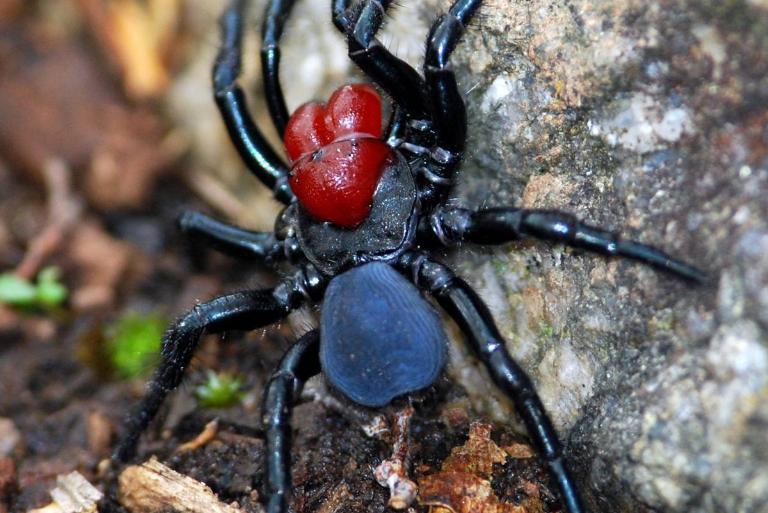 <p>Mouse Spiders get their name from their unusual habitat and living situation, a burrow underground like that of a mouse. Their bite is similar to other spiders of the region, particularly the funnel-web spider with muscular twitching, breathing difficulty, and even disorientation and confusion.</p> <p>Thankfully, there have been no recorded deaths as a result of a Mouse Spider bite.</p>