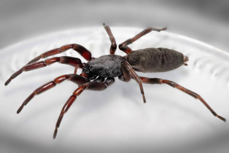 <p>White-Tailed Spiders can be found up and down southern Australia. And while other spiders tend to go after insects or rodents, these feisty arachnids do something else -- they hunt other spiders.</p> <p>When it comes to humans, their venomous bite can cause pain, itchiness, swelling, headaches, and, in extreme cases, vomiting.</p>