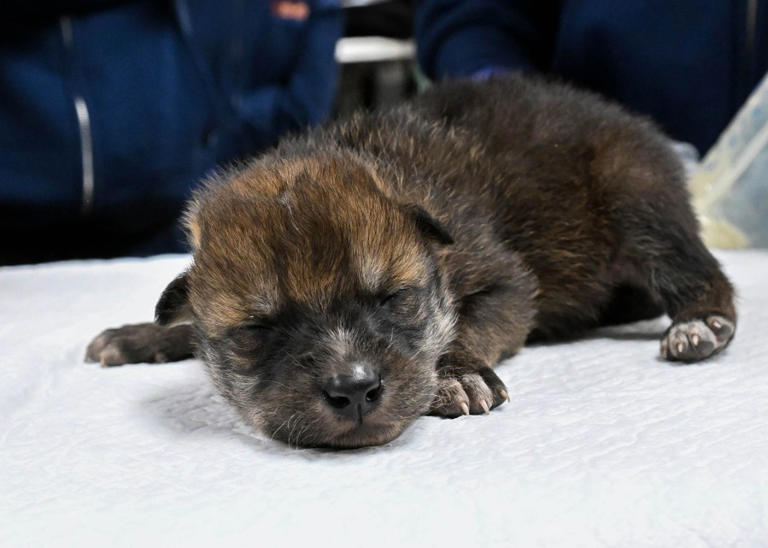 Endangered Mexican wolf pups born at Brookfield Zoo being fostered by ...